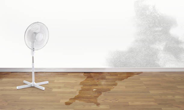 Best Water damage cleanup near me  in Redmond, WA
