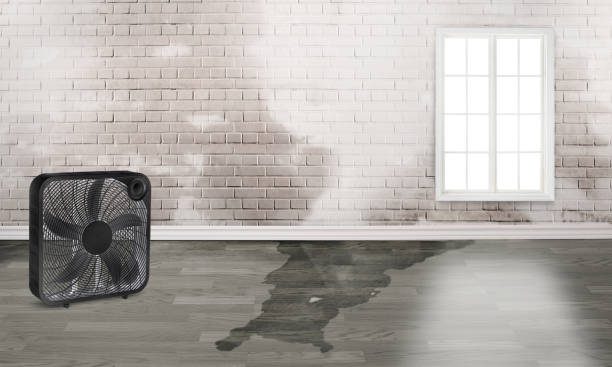 Best Water damage restoration near me  in Redmond, WA